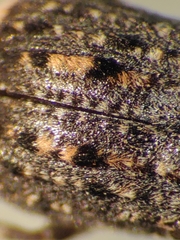 Dissoleucas niveirostris