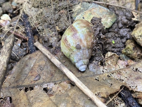 Lissachatina fulica