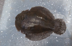 Trinectes paulistanus