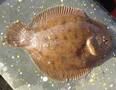 Trinectes paulistanus