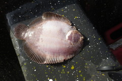 Trinectes paulistanus