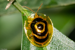 Ischnocodia annulus