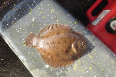 Trinectes paulistanus