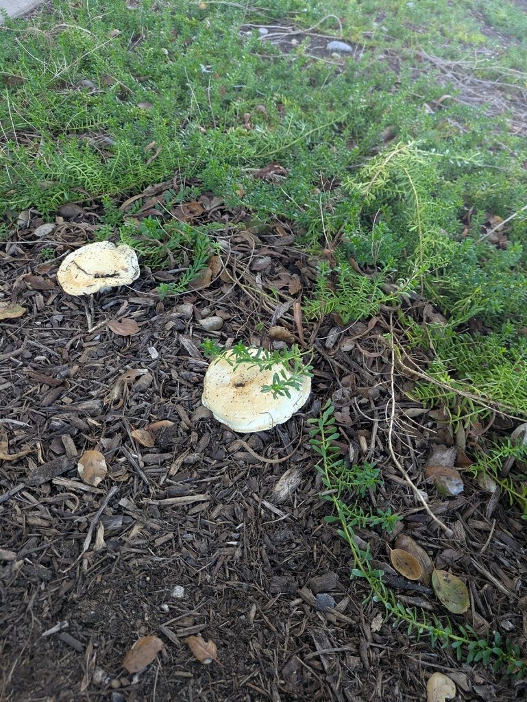 Lactarius alnicola · November 2025 · photo: © toyonito (iNaturalist, cc0)