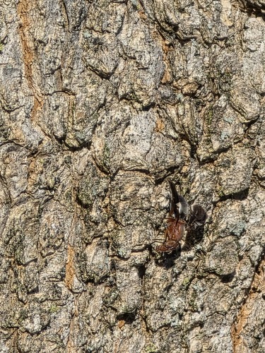 Unknown species found near Lancaster County, PA, USA