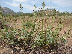 Scrophularia incisa