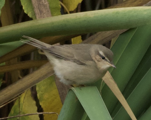 Mosquitero sombrío (Phylloscopus fuscatus)