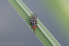 Pterotaenia fasciata