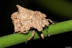 Cyrtocoridae