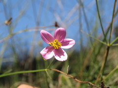 Cosmos crithmifolius