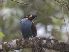 Andigena laminirostris