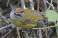Myiothlypis coronata