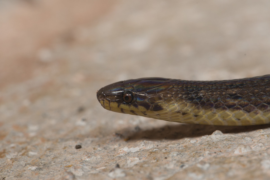 Dunn's Ground Snake