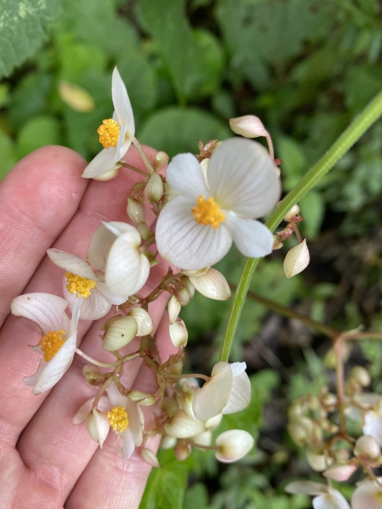 Begonia serotina