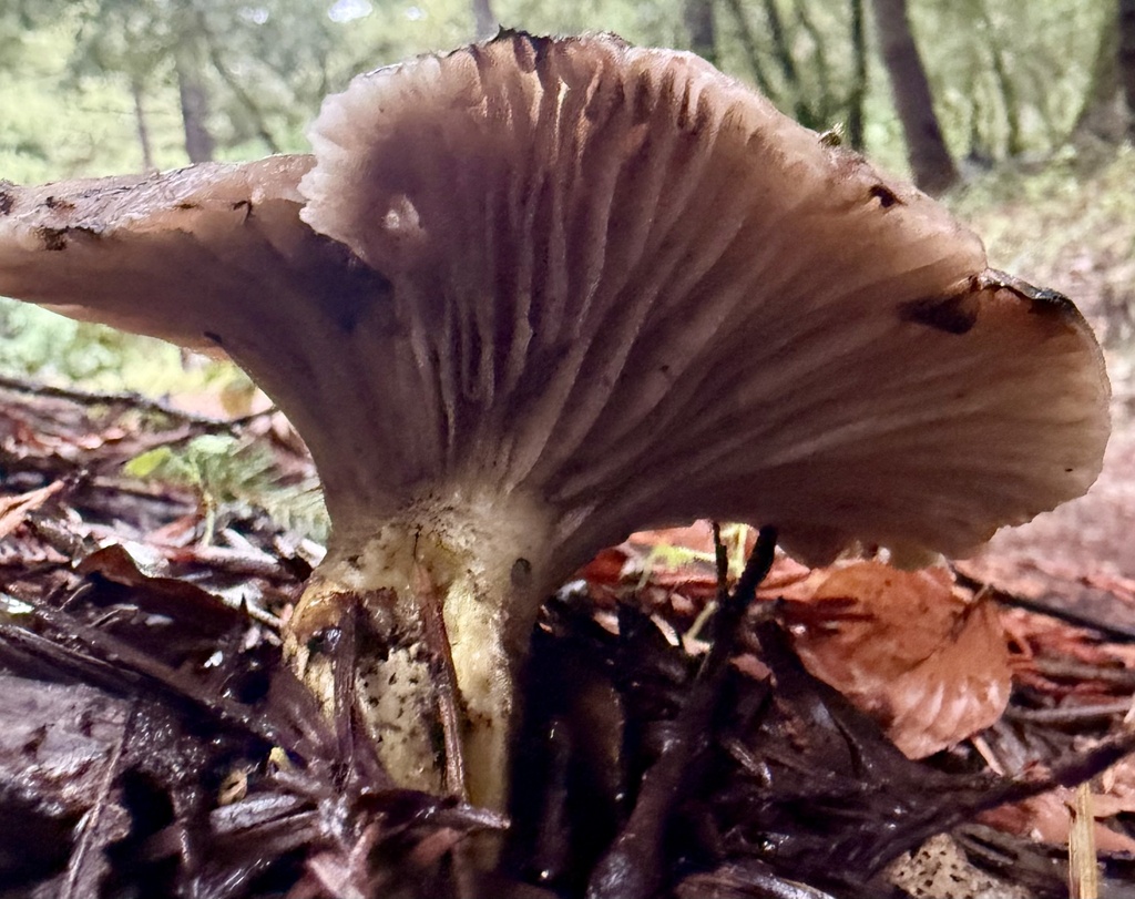 Gomphidius oregonensis · November 2025 · photo: © hllrnnr (iNaturalist, cc0)