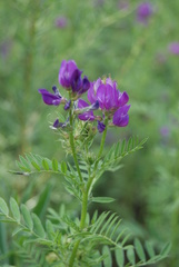 Astragalus davuricus