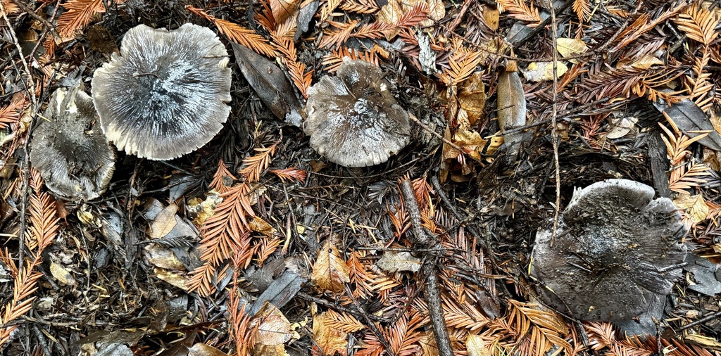 Entoloma medianox · November 2025 · photo: © hllrnnr (iNaturalist, cc0)