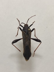 Grammopoecilus angustatus
