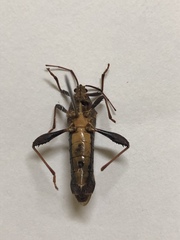 Grammopoecilus angustatus