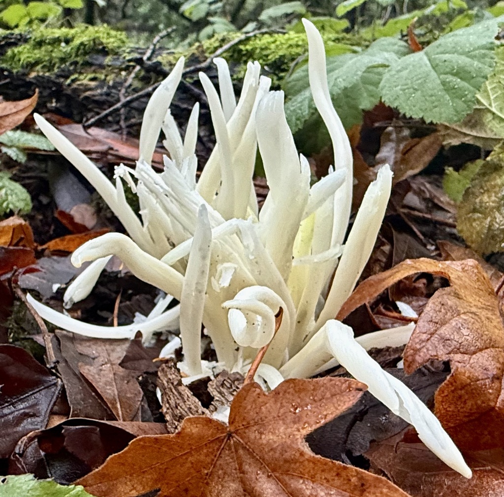 Clavaria fragilis · November 2025 · photo: © hllrnnr (iNaturalist, cc0)