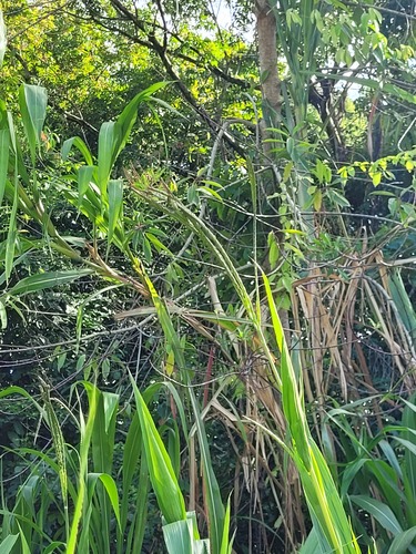 Tripsacum andersonii observed 2025-11-17