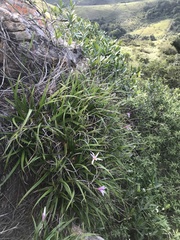 Xerophyta schlechteri