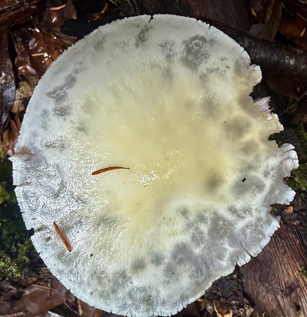 Leratiomyces percevalii · November 2025 · photo: © hllrnnr (iNaturalist, cc0)