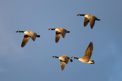 Branta canadensis