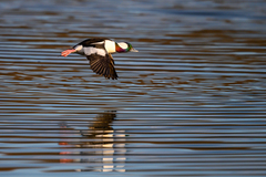 Bucephala albeola