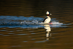 Bucephala albeola