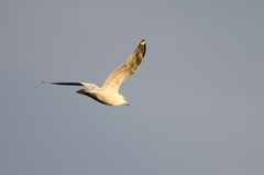 Larus delawarensis