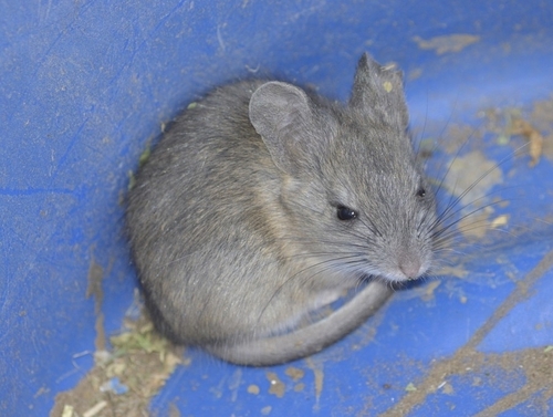 Gray Leaf-eared Mouse