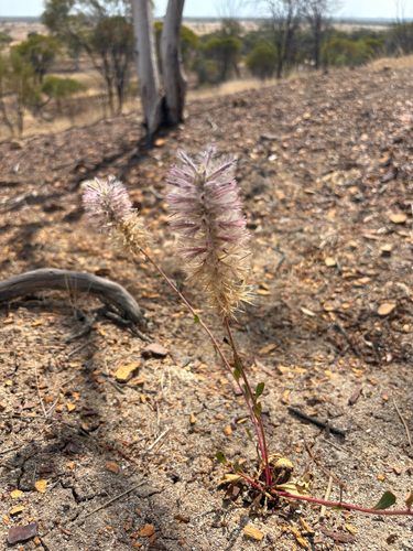 Pink Mulla Mulla
