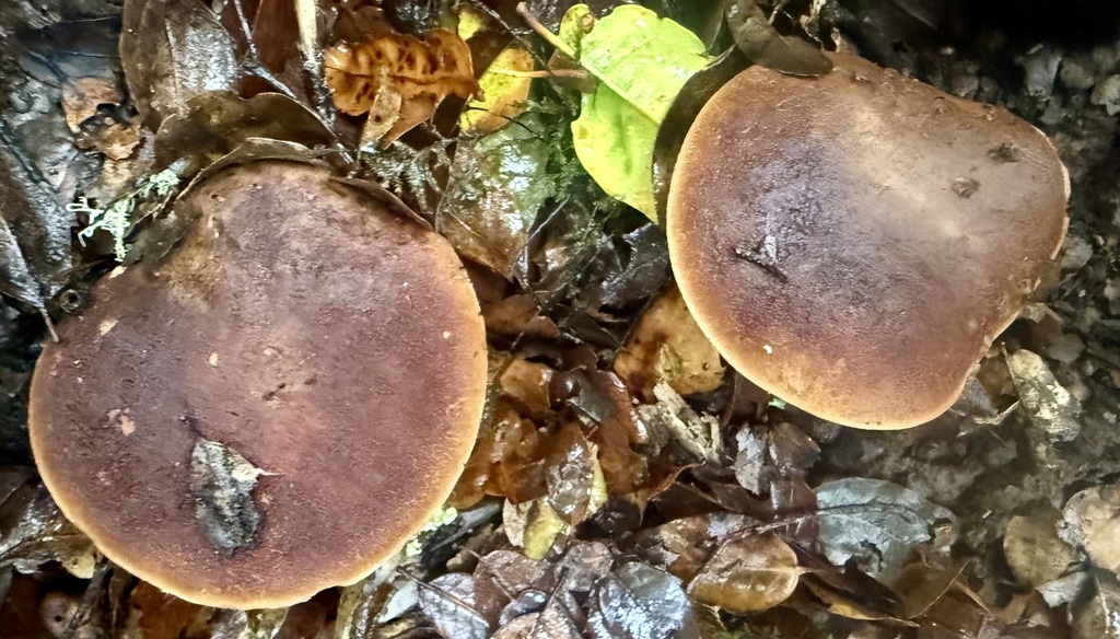 Xerocomus subtomentosus · November 2025 · photo: © hllrnnr (iNaturalist, cc0)
