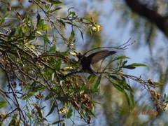 Cynanthus latirostris