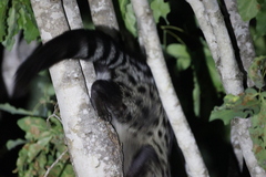 Angolan Genet photo 3