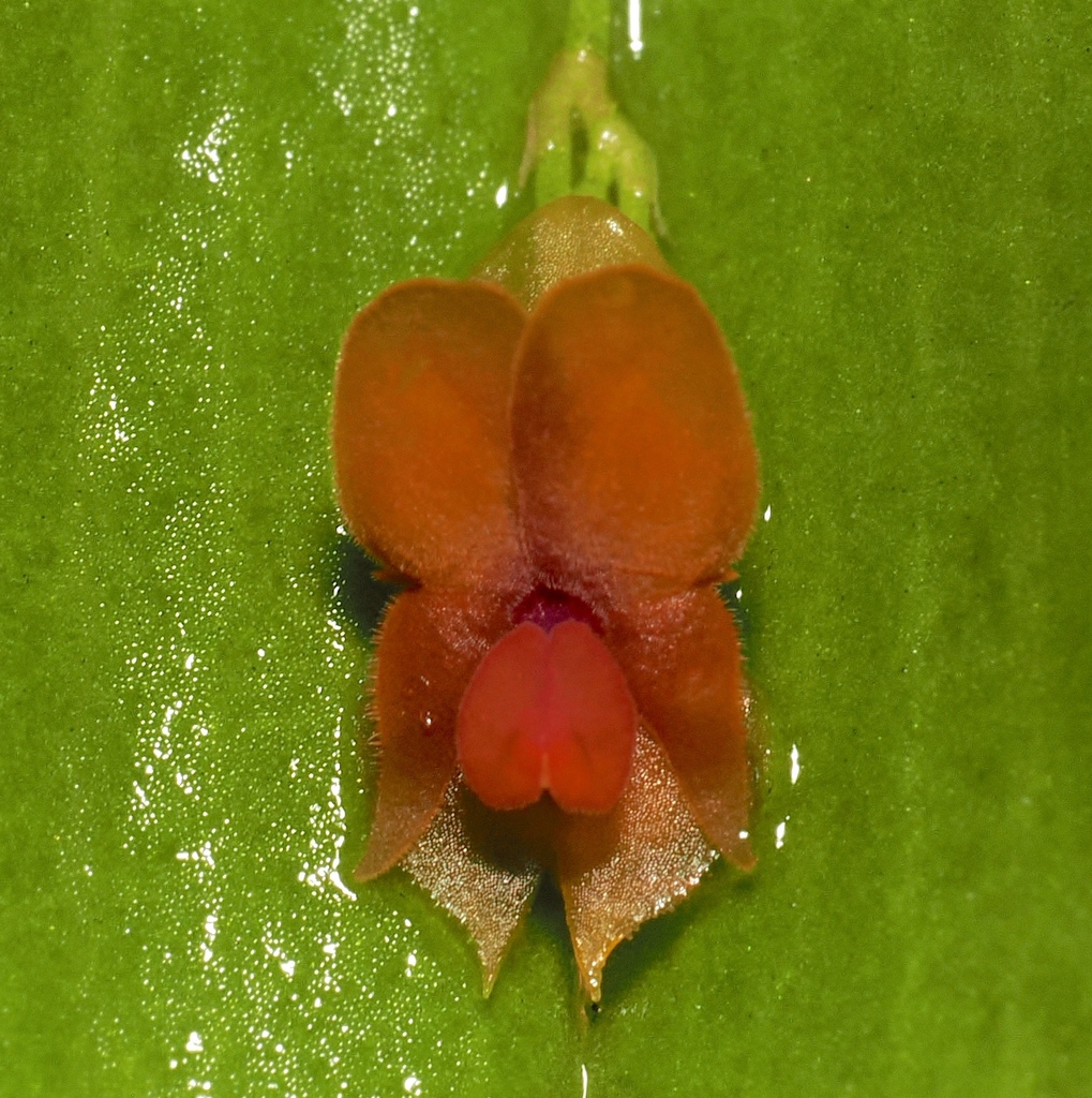 Lepanthes saccata
