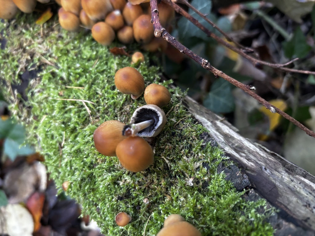Micacei · November 2025 · photo: © crystalmarir (iNaturalist, cc0)