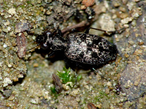 Scopodes observed 2025-11-03