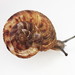 Flamed Tigersnail - Photo (c) David Lang, some rights reserved (CC BY-NC), uploaded by David Lang