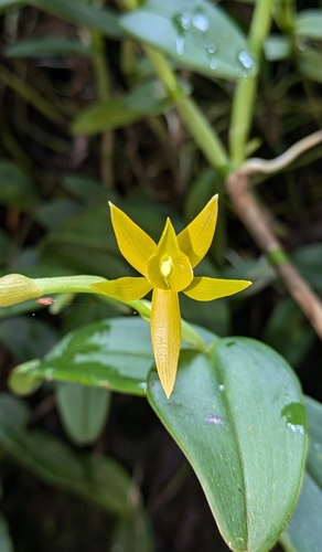Twin-Flowered Epidendrum (Epidendrum geminiflorum)