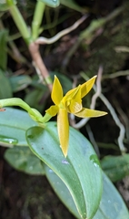 (c) Thibaud Aronson, some rights reserved (CC BY-SA) Epidendrum geminiflorum, photograph (c) Thibaud Aronson, some rights reserved (CC BY-SA)
