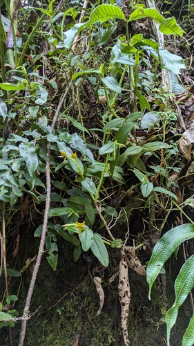 Epidendrum geminiflorum, photograph 3