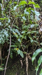 (c) Thibaud Aronson, some rights reserved (CC BY-SA) Epidendrum geminiflorum, photograph (c) Thibaud Aronson, some rights reserved (CC BY-SA)