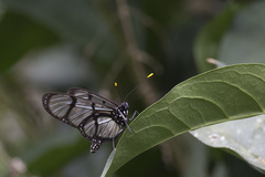 Methona confusa psamathe