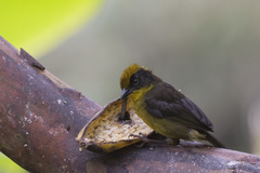 Atlapetes tricolor crassus