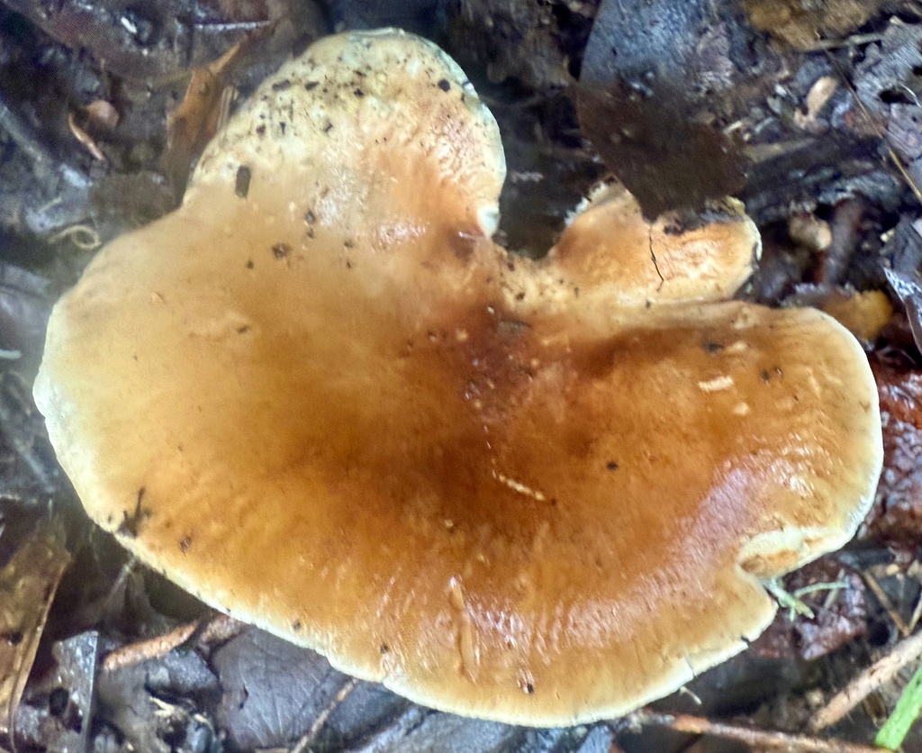 Leucopaxillus gentianeus · November 2025 · photo: © hllrnnr (iNaturalist, cc0)