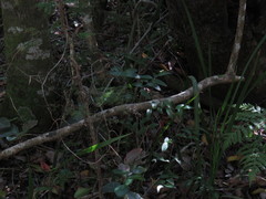 Asparagus asparagoides