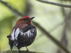 Machaeropterus deliciosus