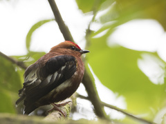 Machaeropterus deliciosus